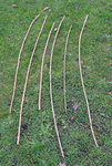Pfeifenstrauch-Ernte2.jpg