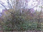 Pfeilsapling 2 Hartriegel 1.jpg
