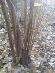 DSC04950.JPG