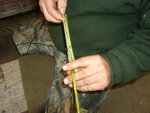 aufgebrochener Stängel