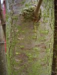 CIMG3260.JPG (412.26 KiB) 5485 mal betrachtet Rinde