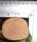 Hartriegel Jahrringe.jpg