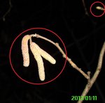 Hasel_Knospen.jpg (116.36 KiB) 4488 mal betrachtet Knospen