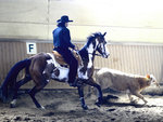 working cow horse