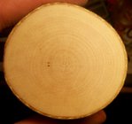 Ein Ahorn Jahresringe.jpg (212.46 KiB) 2423 mal betrachtet Ahorn Jahresringe