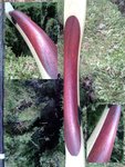 Detailbilder des Padoukgriffes