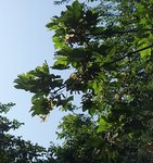 Baum 2 Blätter und Samen