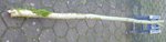 Eberesche ca 6 cm
