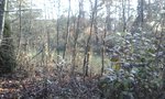 Das sind wilde Zwetschgen auf unserm "Stückle" 4-6 cm dick, die sollen früher oder später alle Platz für veredelte machen. Kann man die für was verwenden? Sind nicht dick aber relativ Astlos und gerade gewachsen.