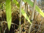 bamboo2.jpg