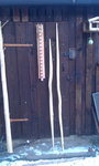 IMAG2153.jpg (177.2 KiB) 2903 mal betrachtet Rechts Ulme, linker Hand Robinienrohling.