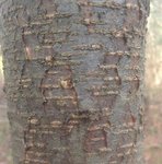 IMAG0726.JPG (94.41 KiB) 4868 mal betrachtet Rinde