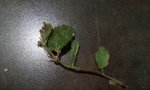 rps20170526_231616.jpg