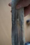 DSC08913.jpg (81.82 KiB) 6142 mal betrachtet Das zweite Horn ähnlicher Riss an der selben Stelle